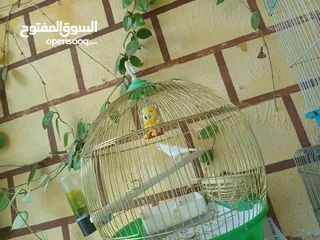  5 عصافير كنار للبيع جواز جاهزه في  اشي مع بيض واشي مش مع بيض وفي فراخ صغار جواز