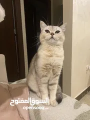  2 قطة  انثى سكوتش ستريت بيور  سلفر شيدد للبيع