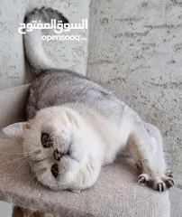  8 Scottish super fold and straight couple