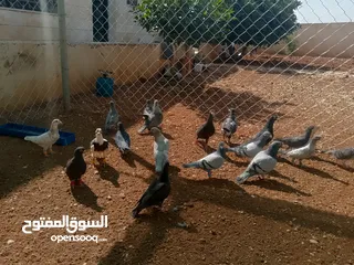  4 حمام للبيع قرقاطي