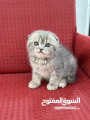  2 ماشاء الله قطط سكوتش فولد احجام ممتازه وصحه كويسه شاهد الوصف كامل
