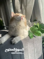  3 Persian cat