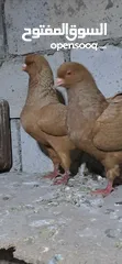  3 جوزين كنق الماني نخب اول
