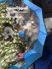  1 قطط مع امهم