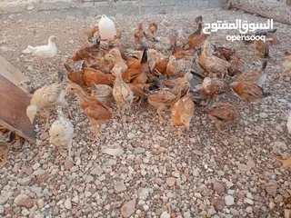  19 صوص بلدي عمر 38 يوم   صوص بلدي عمر 18 يوم