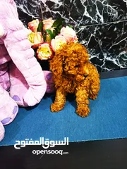  2 جراء توي بودل