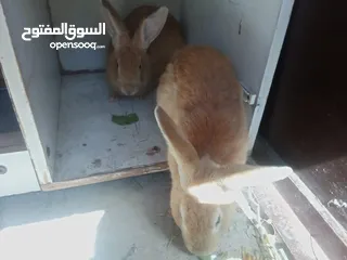  3 ارانب للبيع ثلاثه ذكرين وانثى الماني