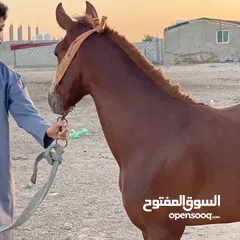  2 مهر انقليزي نخب اول