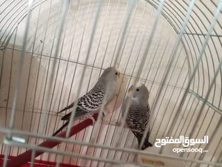  3 جوز حب طفرات للصلاه عالنبي وجوز روز البينو عين حمراء