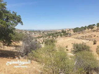  8 ارض زراعية على شارعين في صروت الصوان قرب الفلل و منتزه الامير هاشم قرب بيرين و شفا بدران بسعر مغري