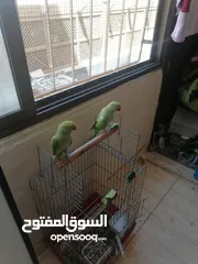  2 ببغاء دره اليف