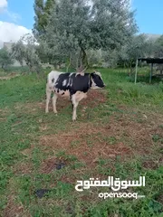  1 بسم الله ما شاء الله  بكيره مسكره عشار 7 اشهر قطعه نخب ما شاء الله كفاله أكل شرب انفاخ