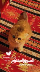  1 قط سكوتش فولد جولدن ذكر (( للبيع // للبيع ))