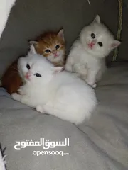  1 متوفر ثلث قطط بريتش
