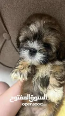  1 Shih tzu Female & Male 2months Old