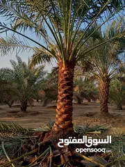  23 Date Palm Trees