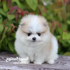  6 Pomeranian Teacup