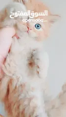  2 كيتنز بيرشن بيور مدربين ومطعمين حشرات 47 يوم