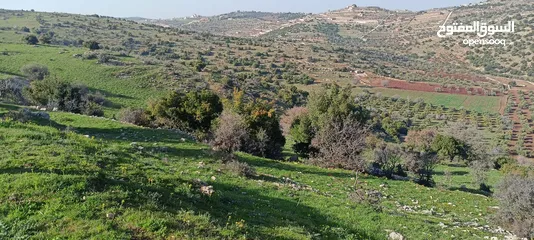  4 ارض للبيع في محافظة عجلون - صخرة