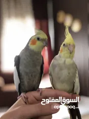  3 طيور كوكتيل للبيع جوز شغالات