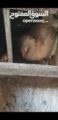  1 دجاجه بلدي راقد