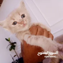  2 قطط اثني للبيع عمر شهر و 10 يام