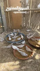  14 Dove bird pigeon دوف مكس للمهتمين للتربية منتج