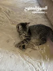  2 قطه عمرها تقريباً 3 شهور للتبني