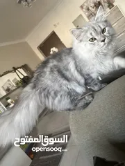  7 Healthy persian cat 6 months old