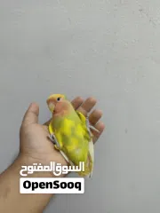  8 لافبيرد اليف