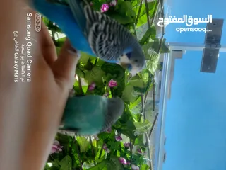  4 جوز ببغاء حب