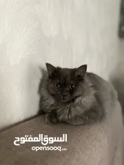  2 قط برتش لونك هير