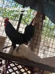  1 جاج محلق جامبو اسود سك فرختين وديك..        .......