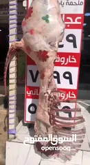  9 ملحمة و مشاوي الياسمين   السعر قابل للتفاوض