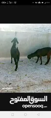  4 سخلتين شاميات