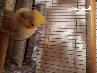  5 كوكتيل اليف