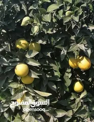  18 مزرعه مثمره للبيع