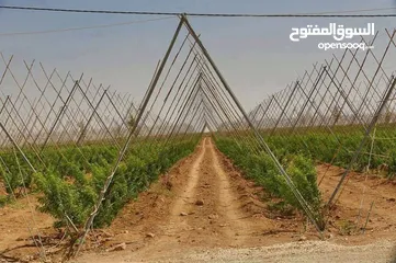  4 فرصه لااااااااتعوض في البستانه اراضي مميزة من مالكها /المفرق البادية الشمالية