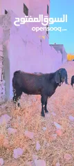  2 تيس نخب اول للبيع