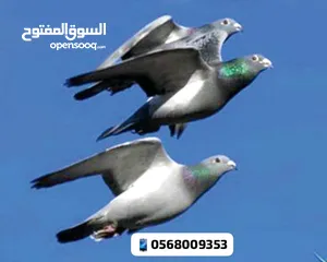  11 زاجل سباق أجواز منتجة وطبات جاهزة أبطال الابطالTob طيور نخبة تصليح وفوز من هواه أبطال المملكة للزاجل