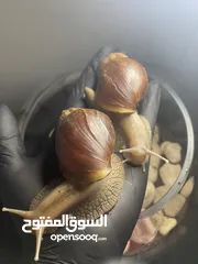  9 حلزون افريقي(البينو) تايغر ونورمال  بعمر السنة قادر على انتاج البيض وبعمر التسع أشهر