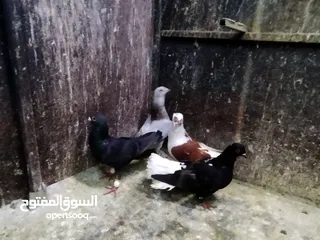  1 حمام للبيع