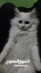  2 6 month old persian kitten full white male