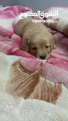  1 Golden retriever puppy