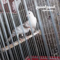  8 5 مخاليق أعمارهم 9 اشهر