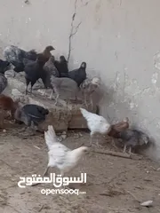  3 فراخ بلدي عمر شهرين ونص مطعمات جميع التطعيمات اي بي ولقاح ونيونكسل