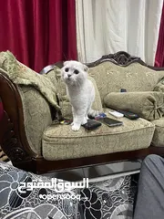  2 قط سكوتش فولد