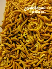  1 دود الميلورم - القبابي-Live Mealworm