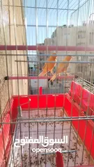  6 جوز كنار للبيع بدون قفص