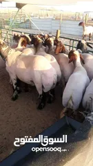  1 قص صوف الاغنام
